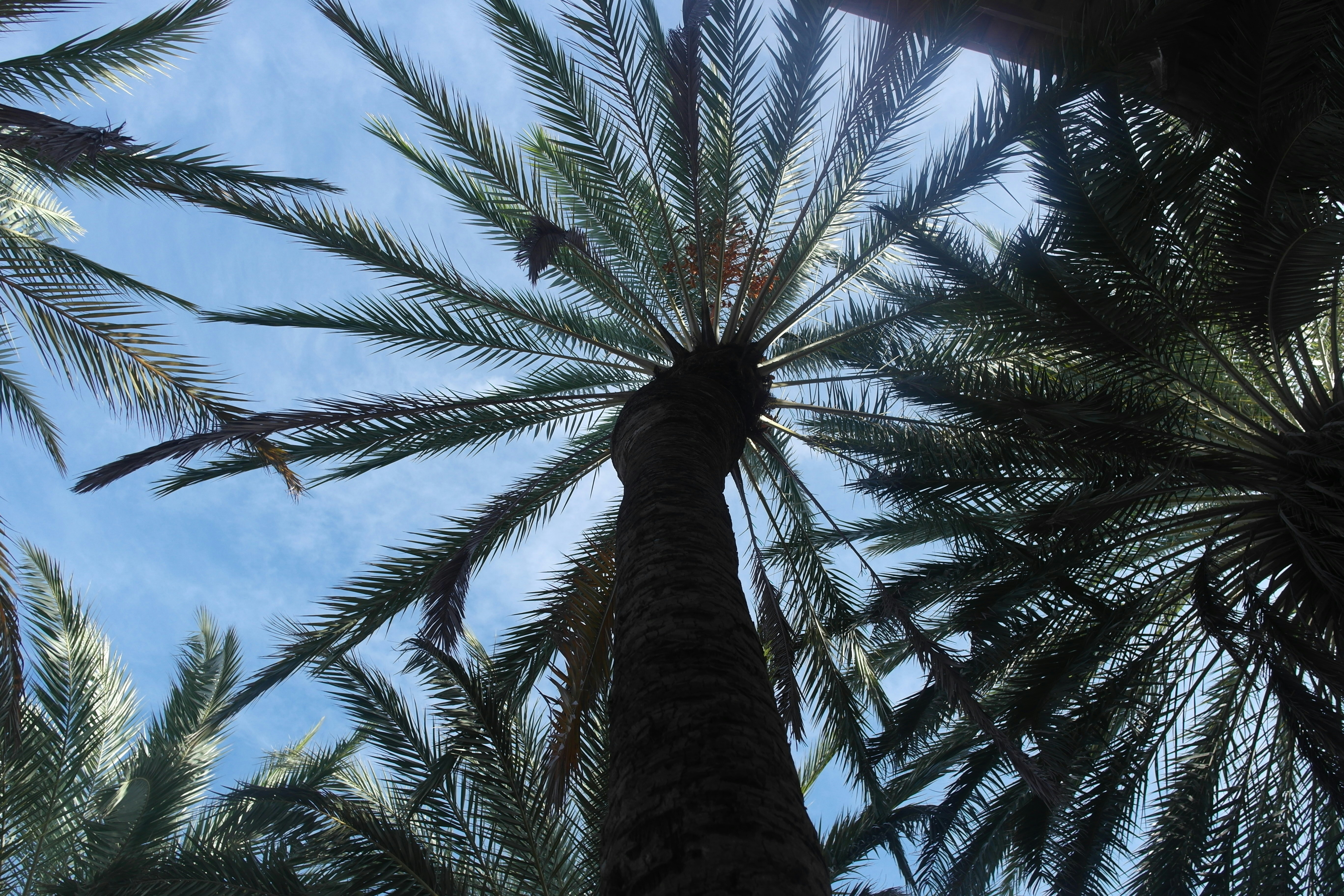 a palm tree is reaching up into the sky