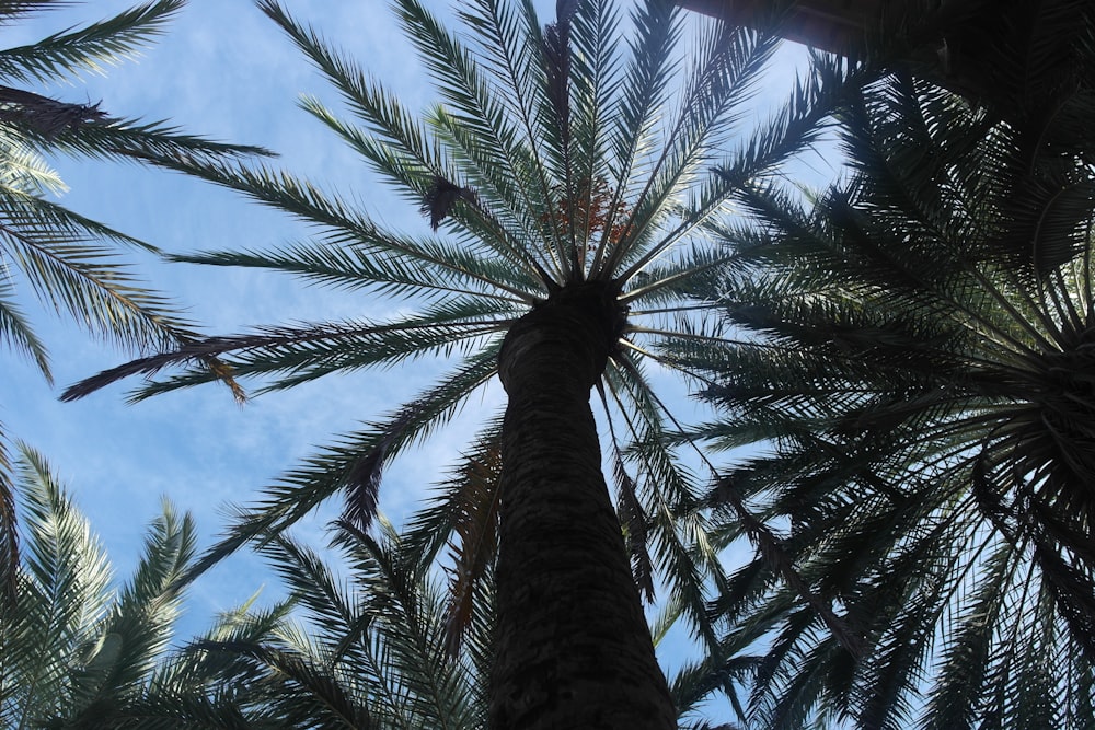 a palm tree is reaching up into the sky