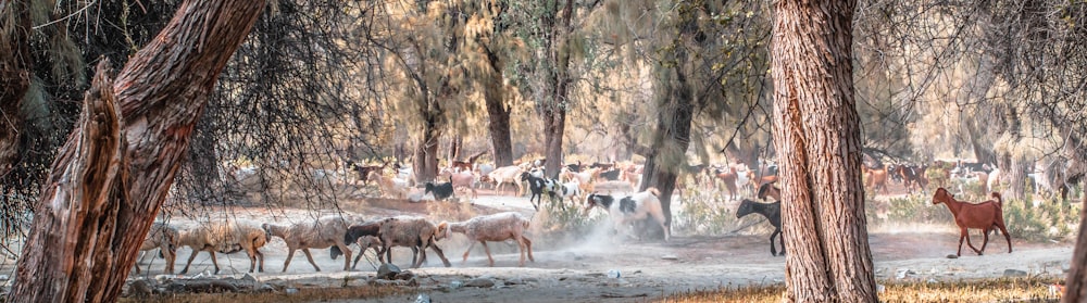 a herd of horses walking through a forest