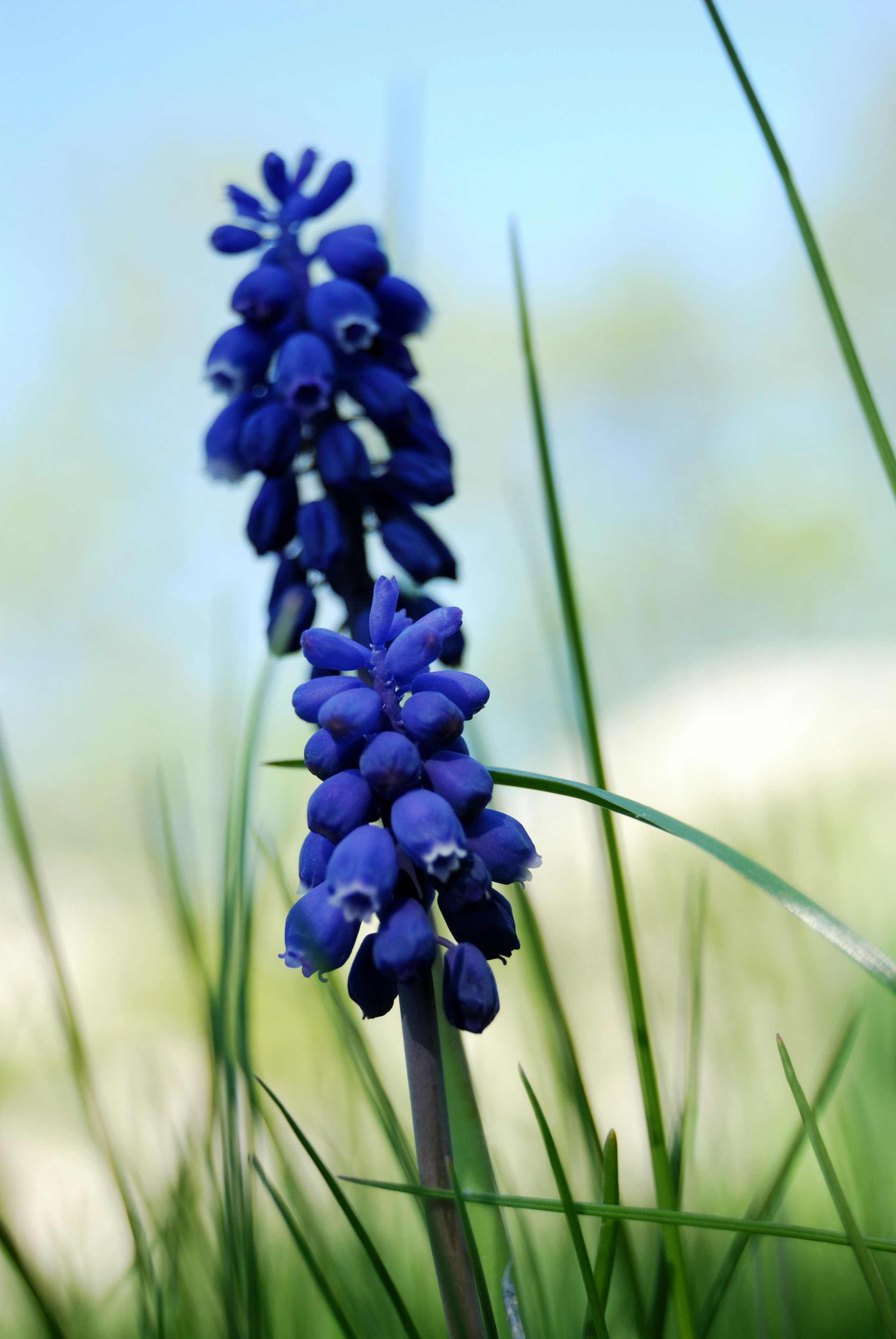 a close up of a blue flower in the grass