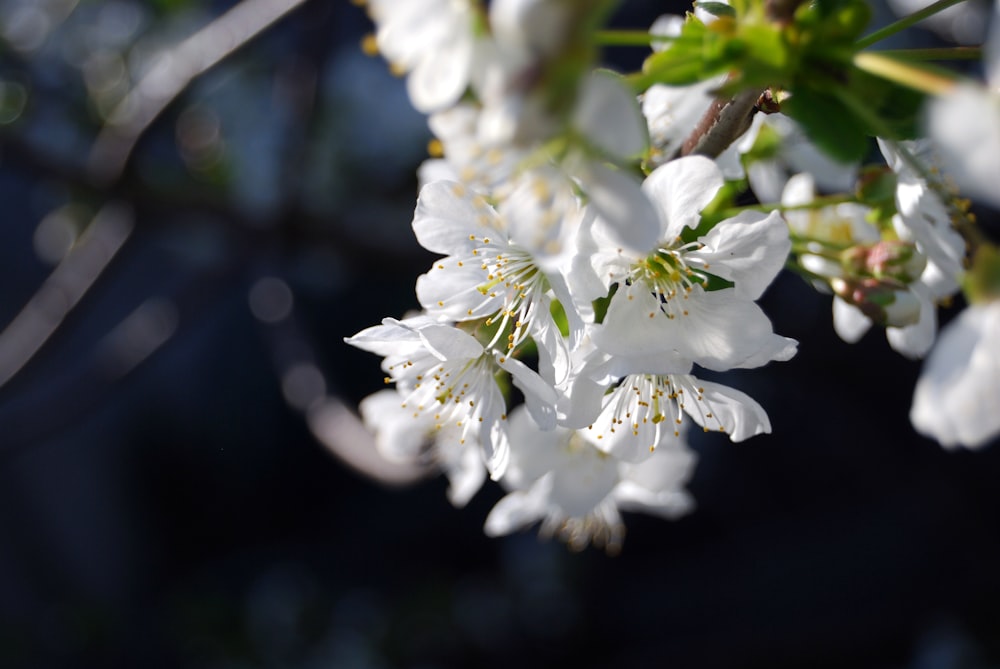 Un primer plano de unas flores blancas en un árbol