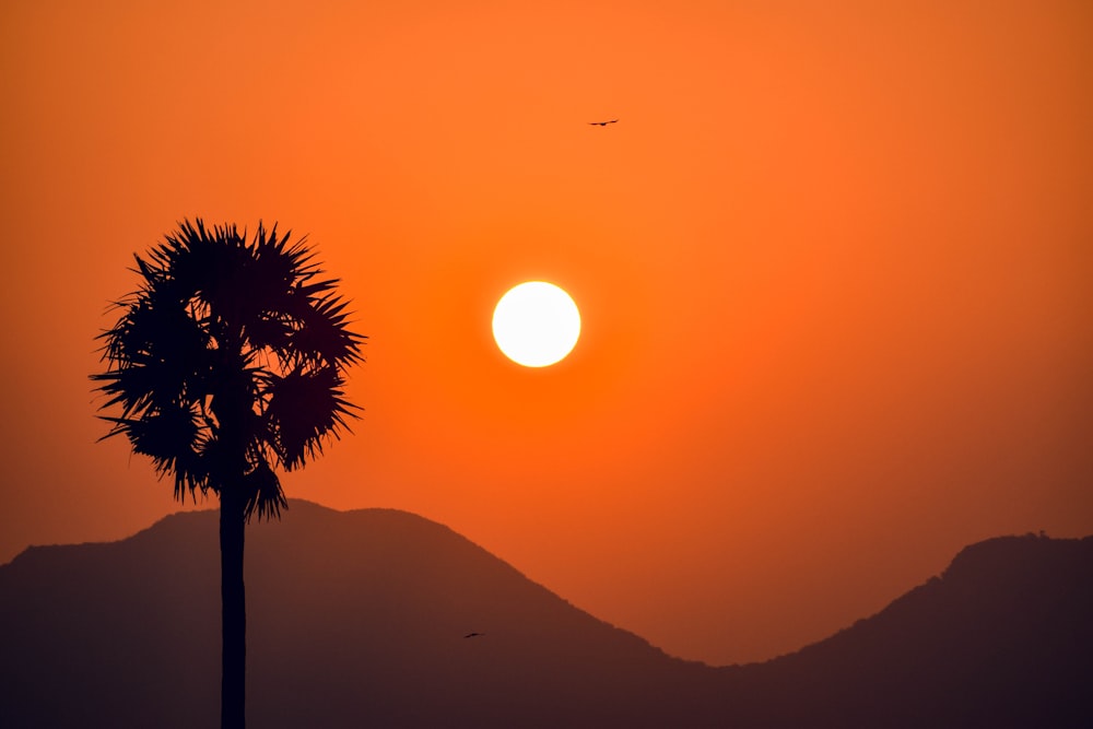 the sun is setting behind a palm tree