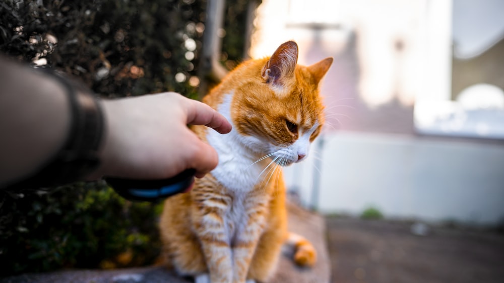 an orange and white cat being petted by a person