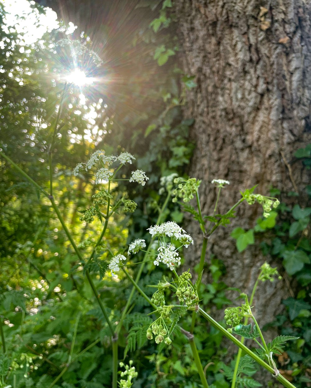 the sun shines through the leaves of a tree