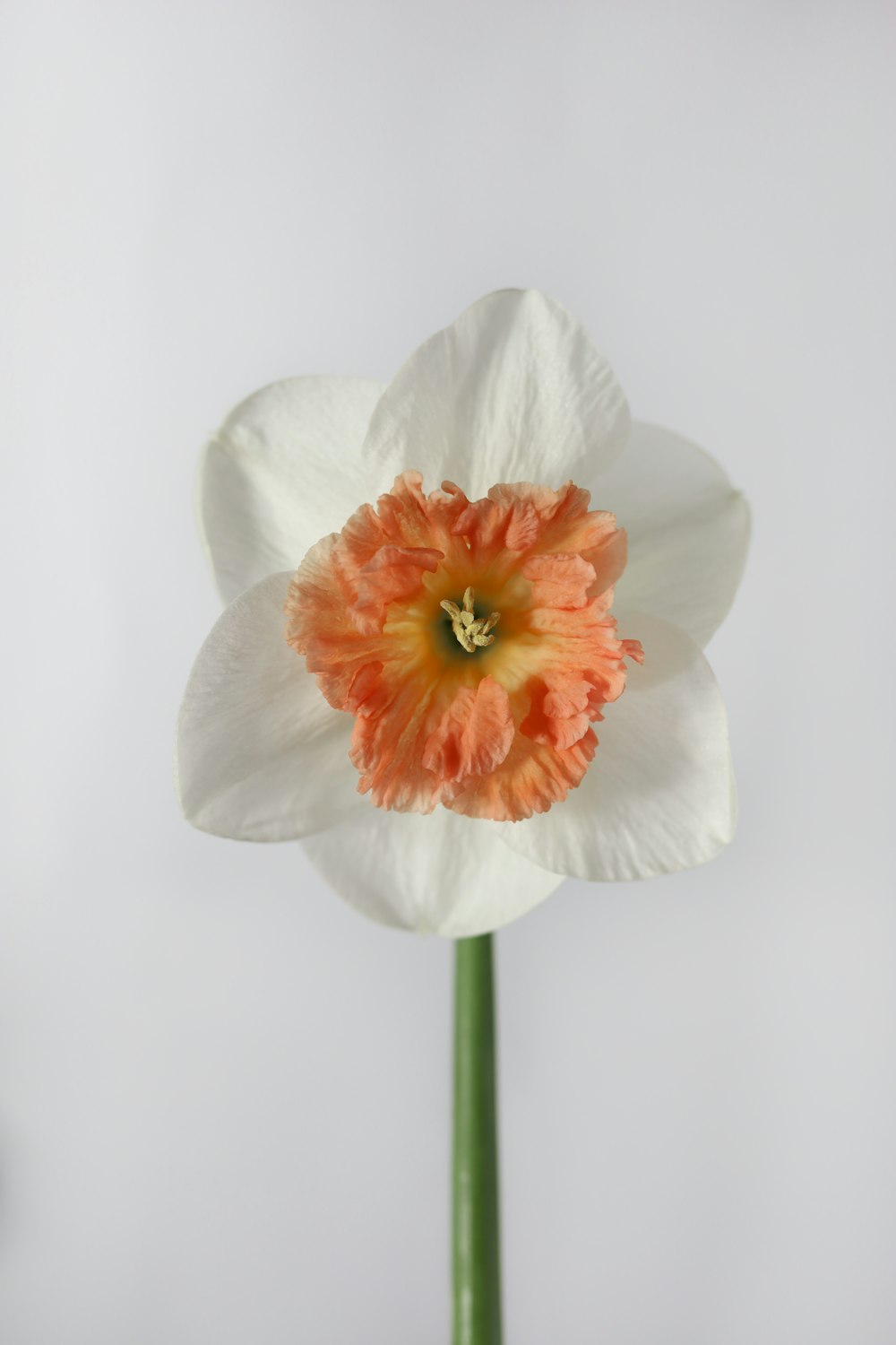 a white and orange flower with a green stem