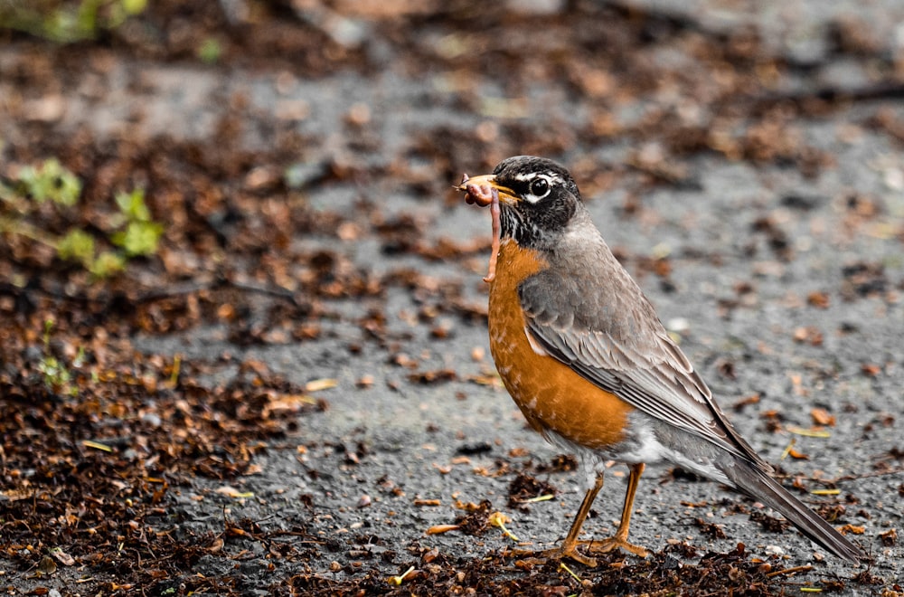 a small bird standing on top of a dirt field