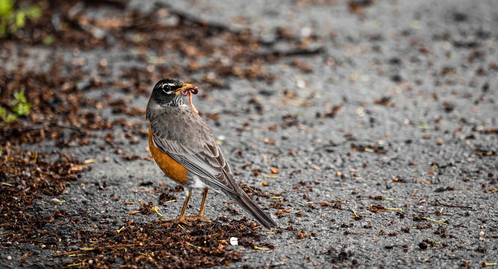 a small bird is standing on the ground