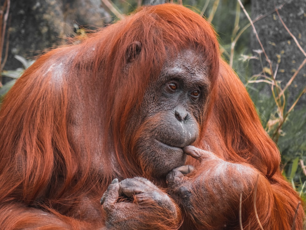 a close-up of a monkey