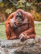 An orangutan is sitting on a large rock in a natural setting, holding a stick in its hands. Its long reddish-brown fur covers its body as it gazes directly at the camera with a calm expression. The background is blurred, featuring green foliage.