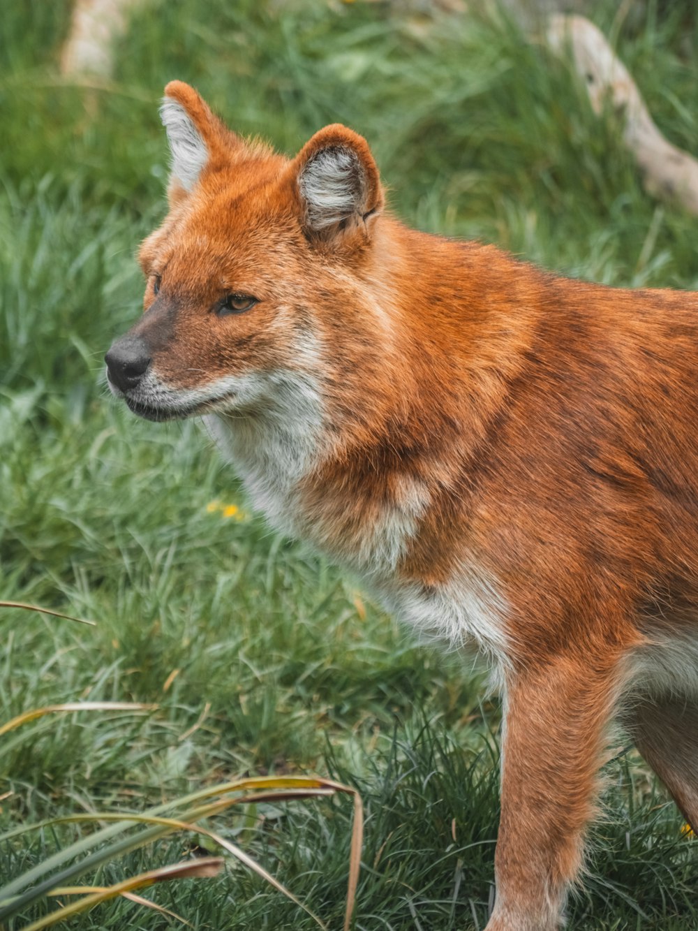 a fox standing in grass