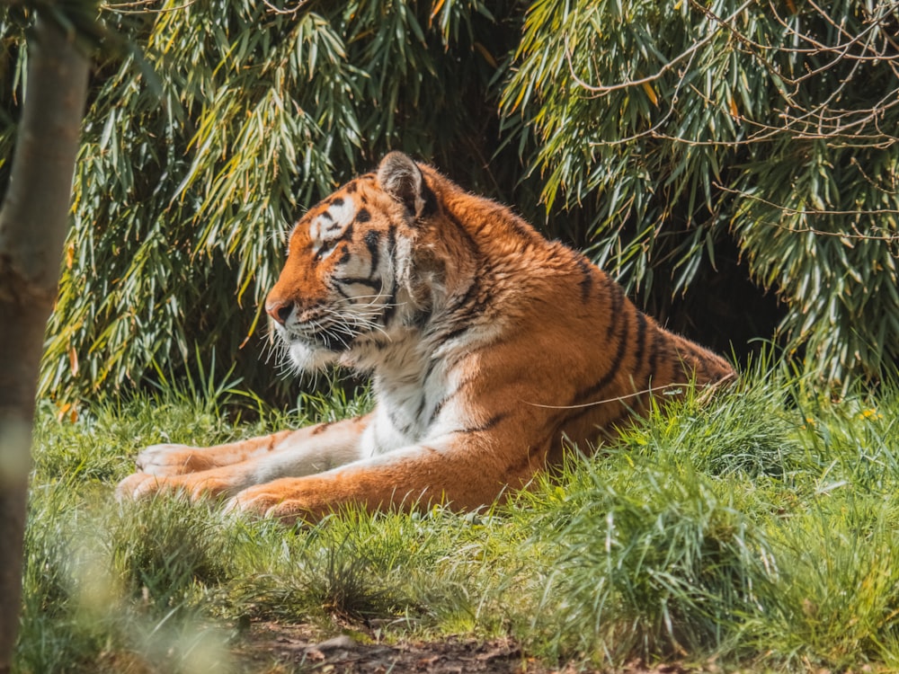 a tiger lying in the grass