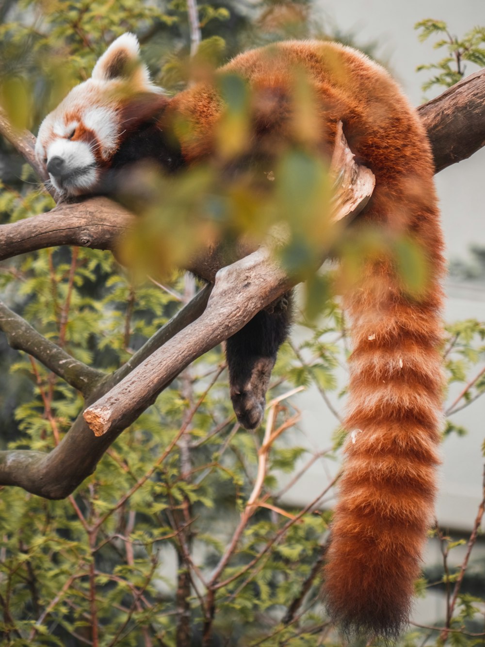 Un panda rojo trepando a un árbol