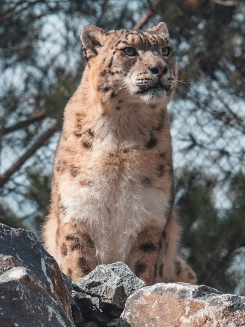 a wild cat sitting on a rock