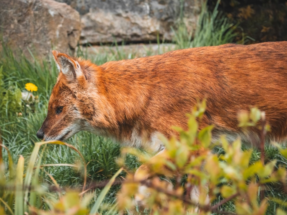 a fox in the grass