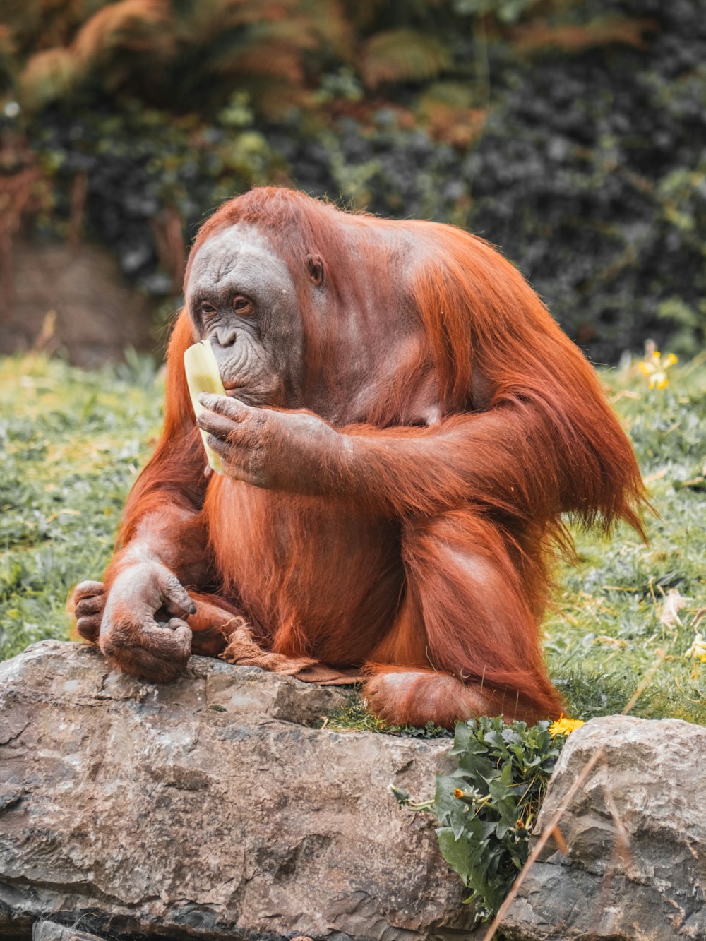 a monkey eating a banana