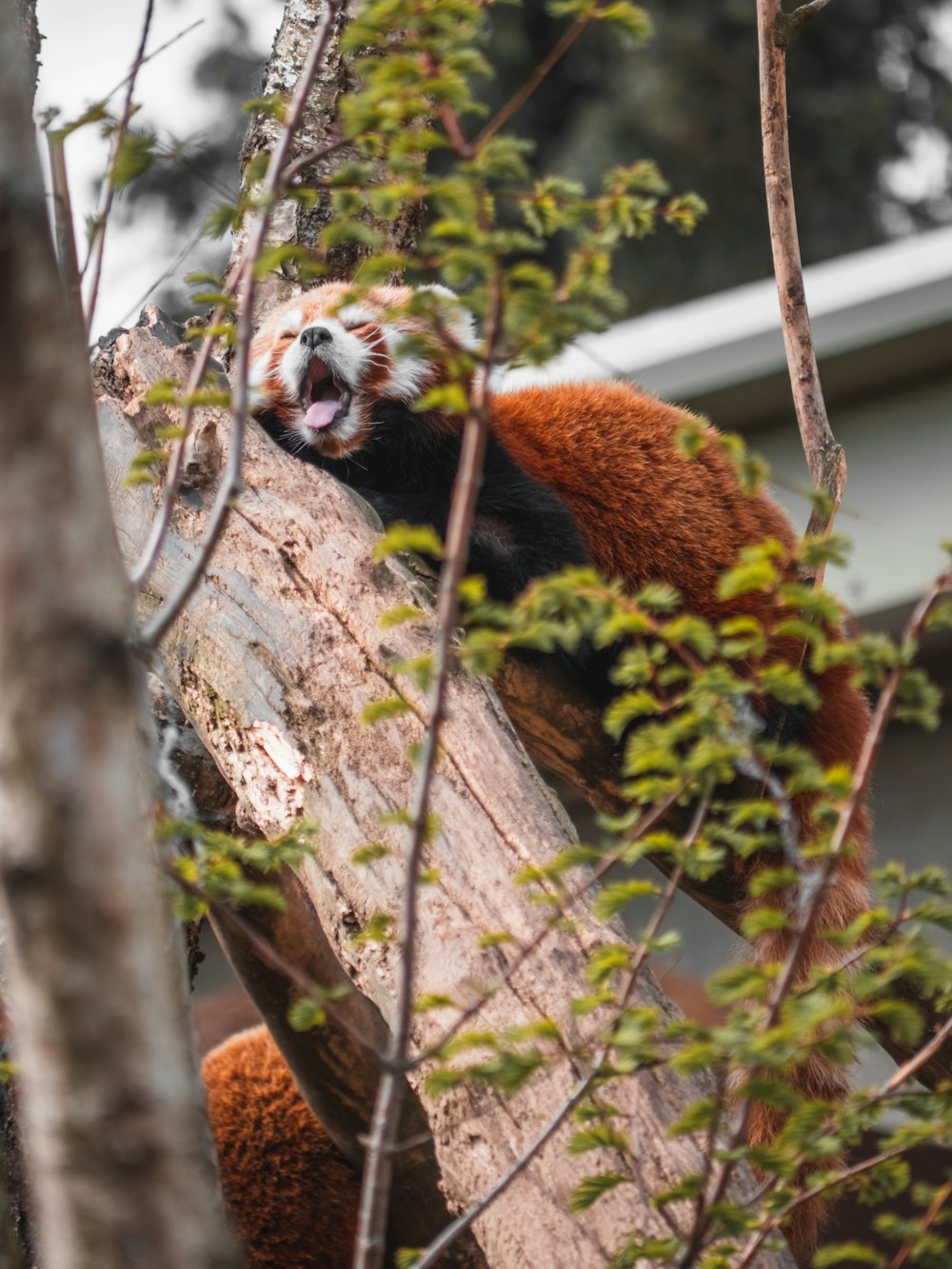 a red panda in a tree