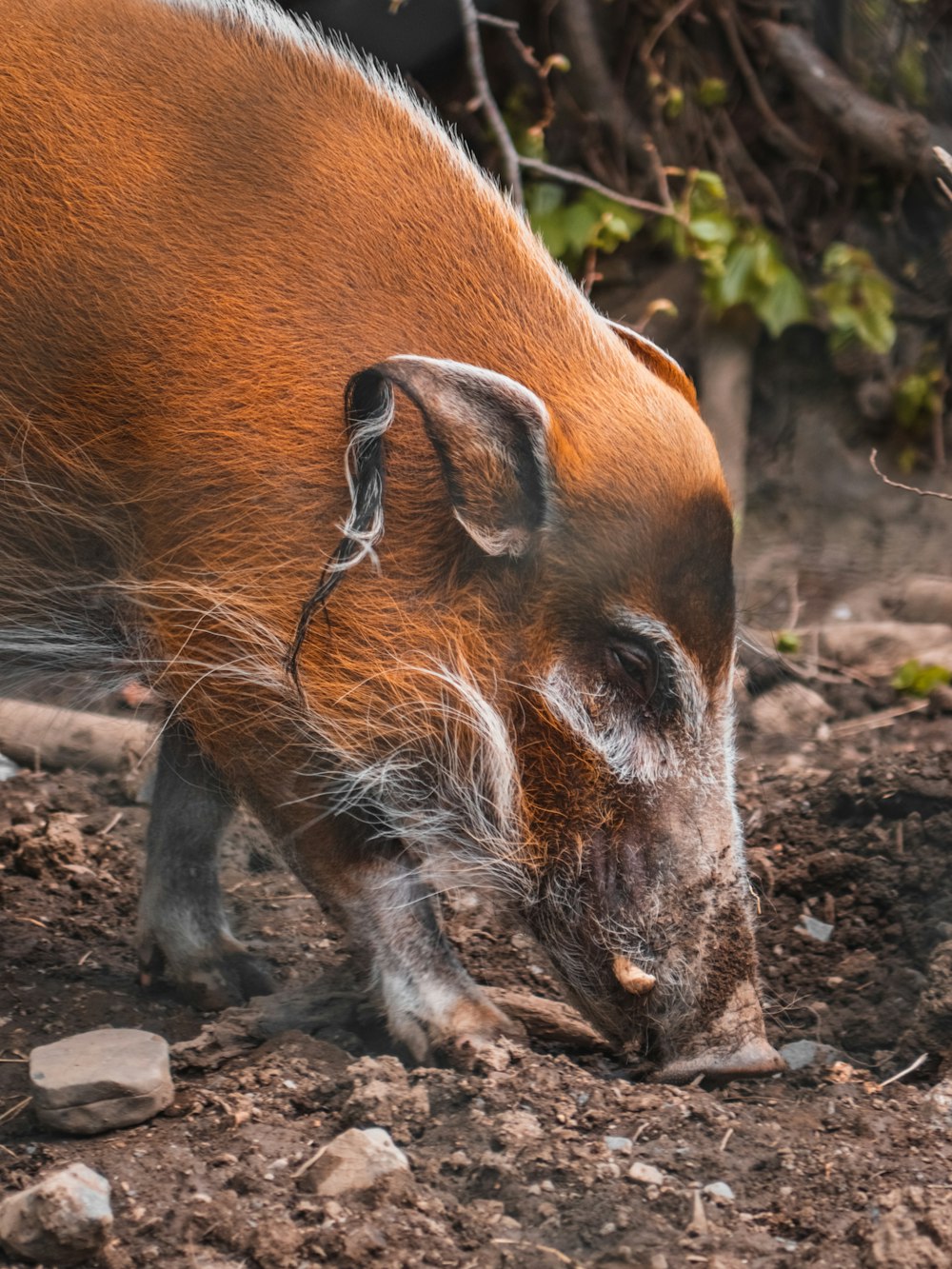 a brown and white animal