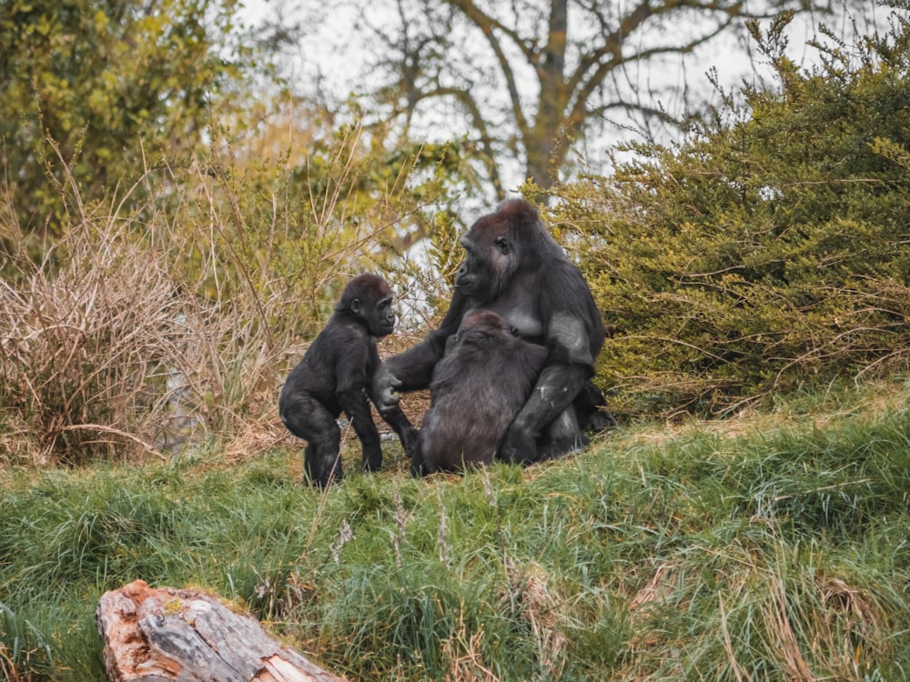 a group of monkeys sitting in the grass