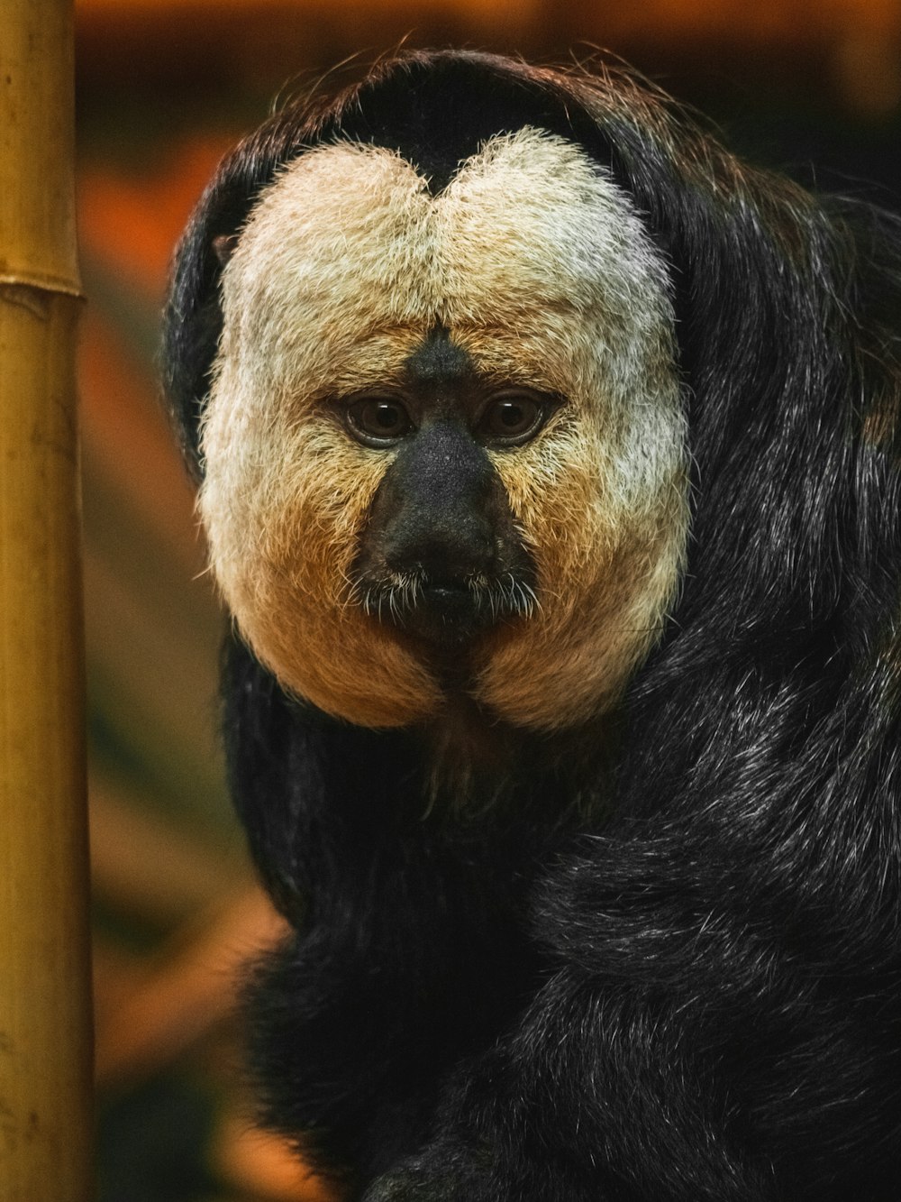 a close up of a monkey