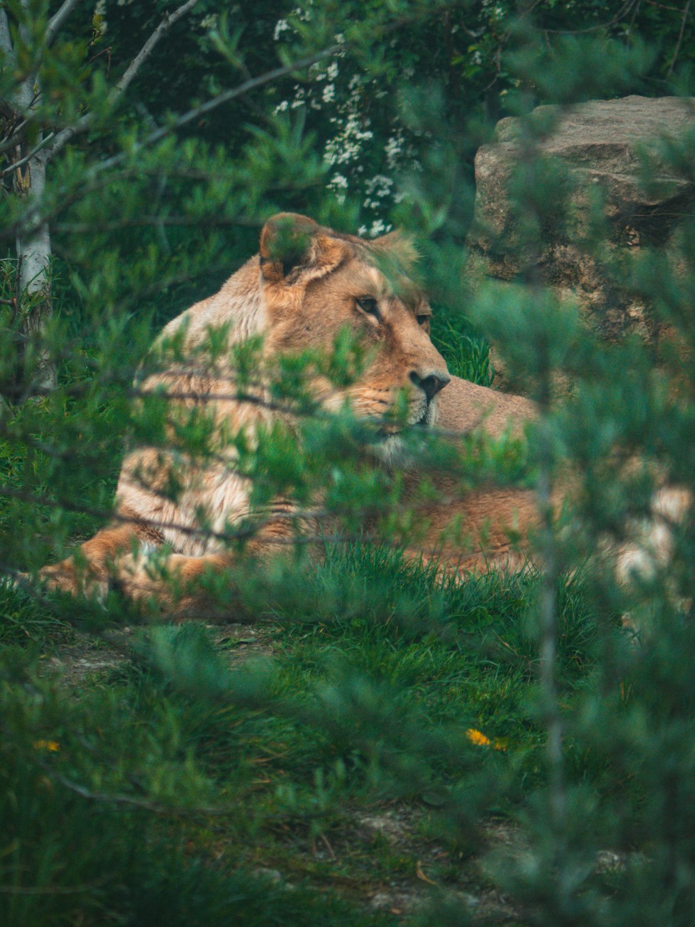 a bear in the woods