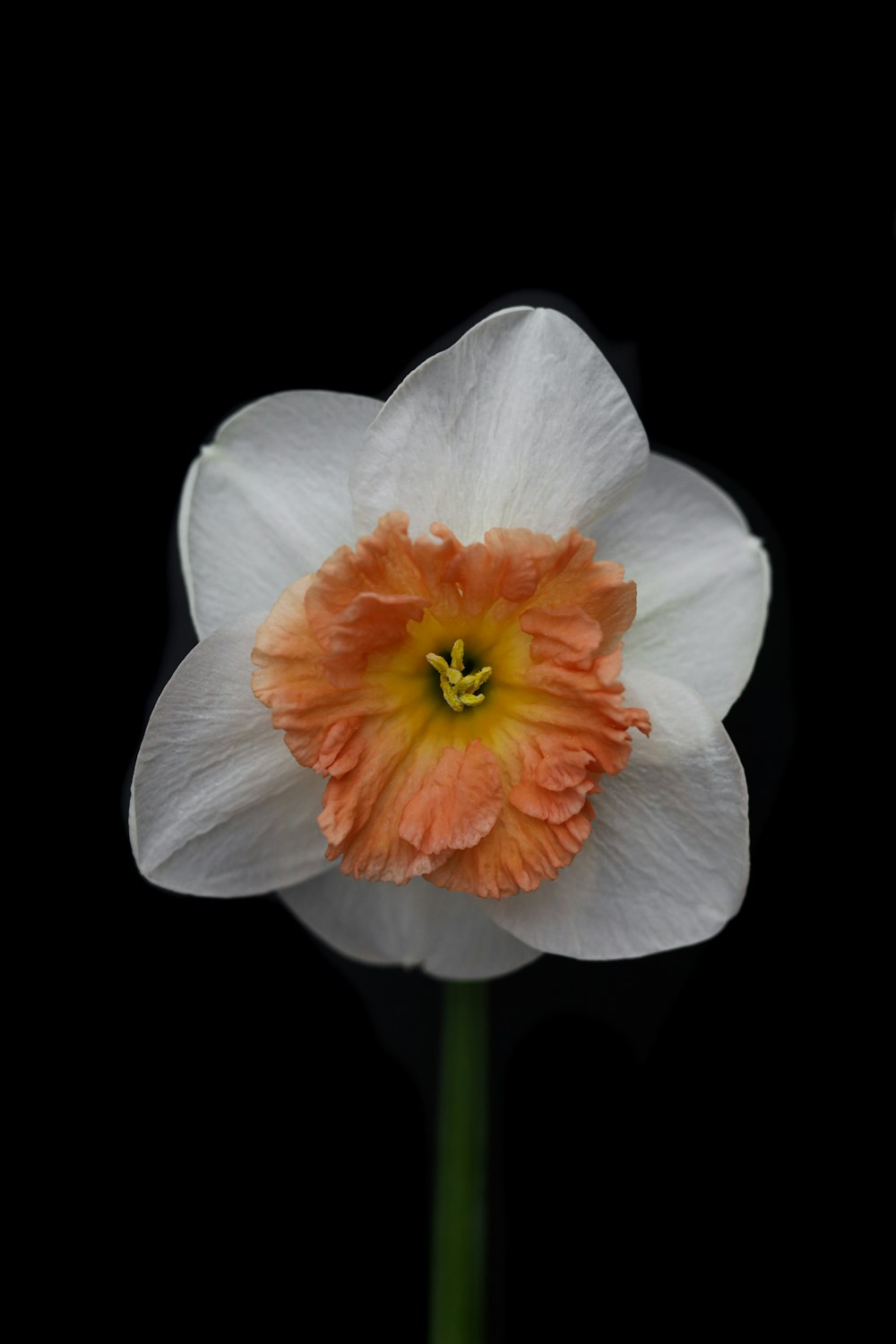 a white and yellow flower