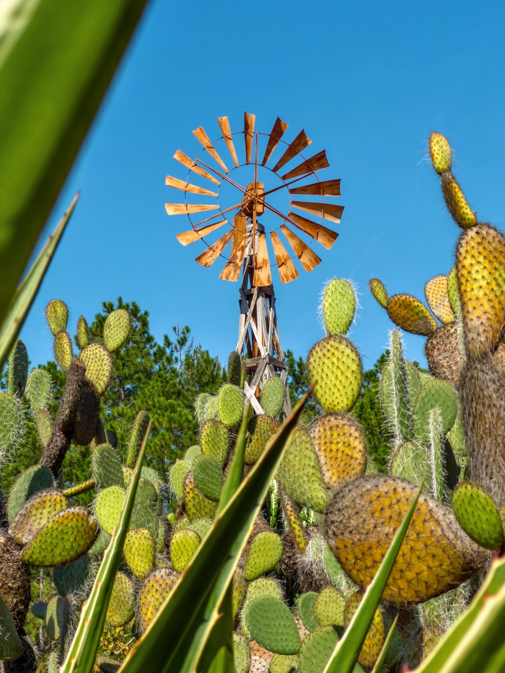 a butterfly on a cactus