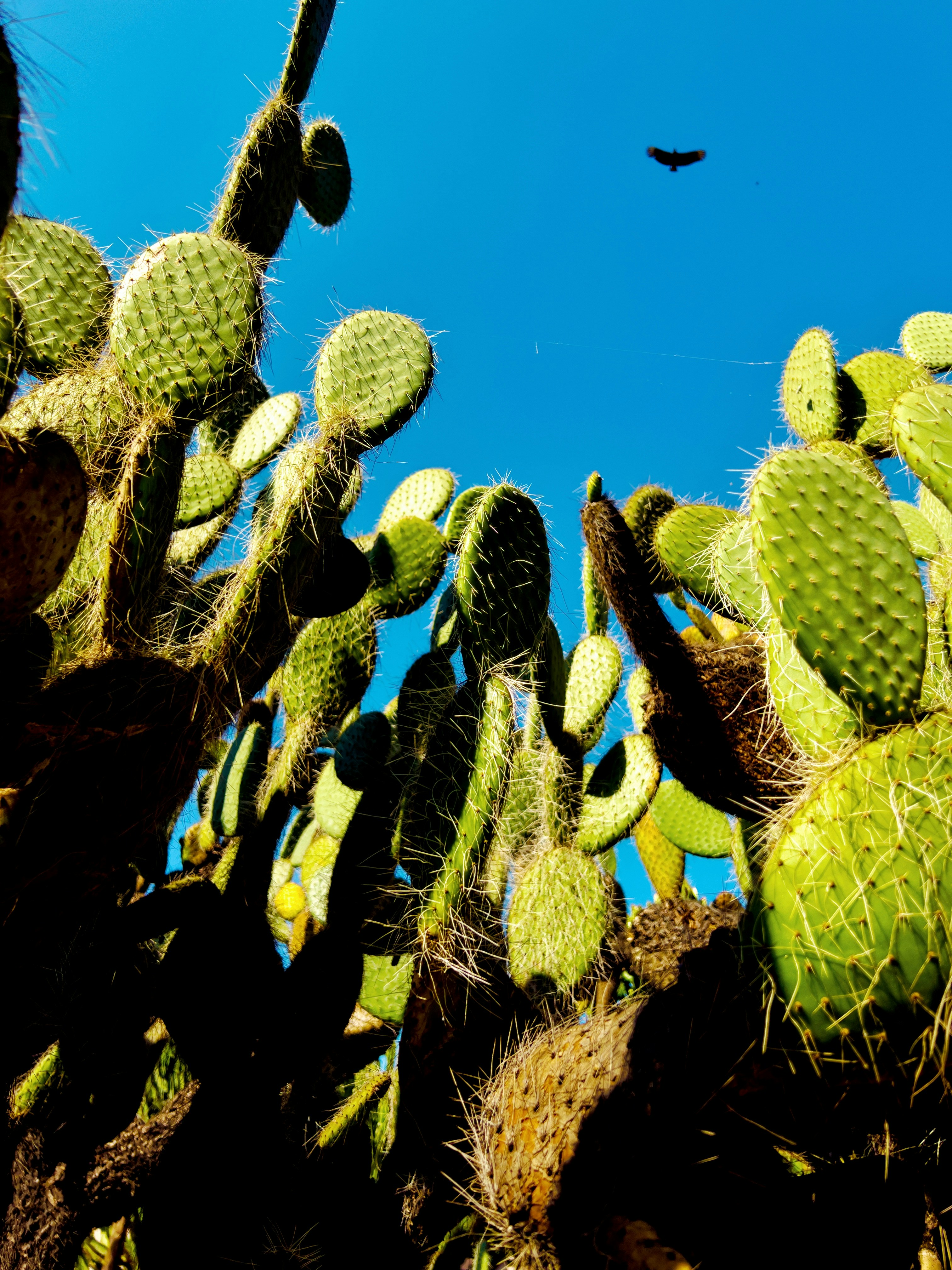 Photo by viniciusamano