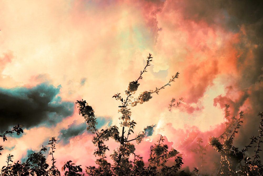 a tree with clouds in the background