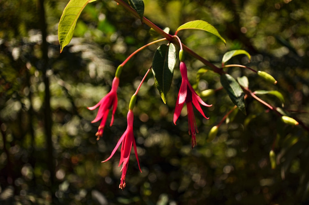 a close up of a plant