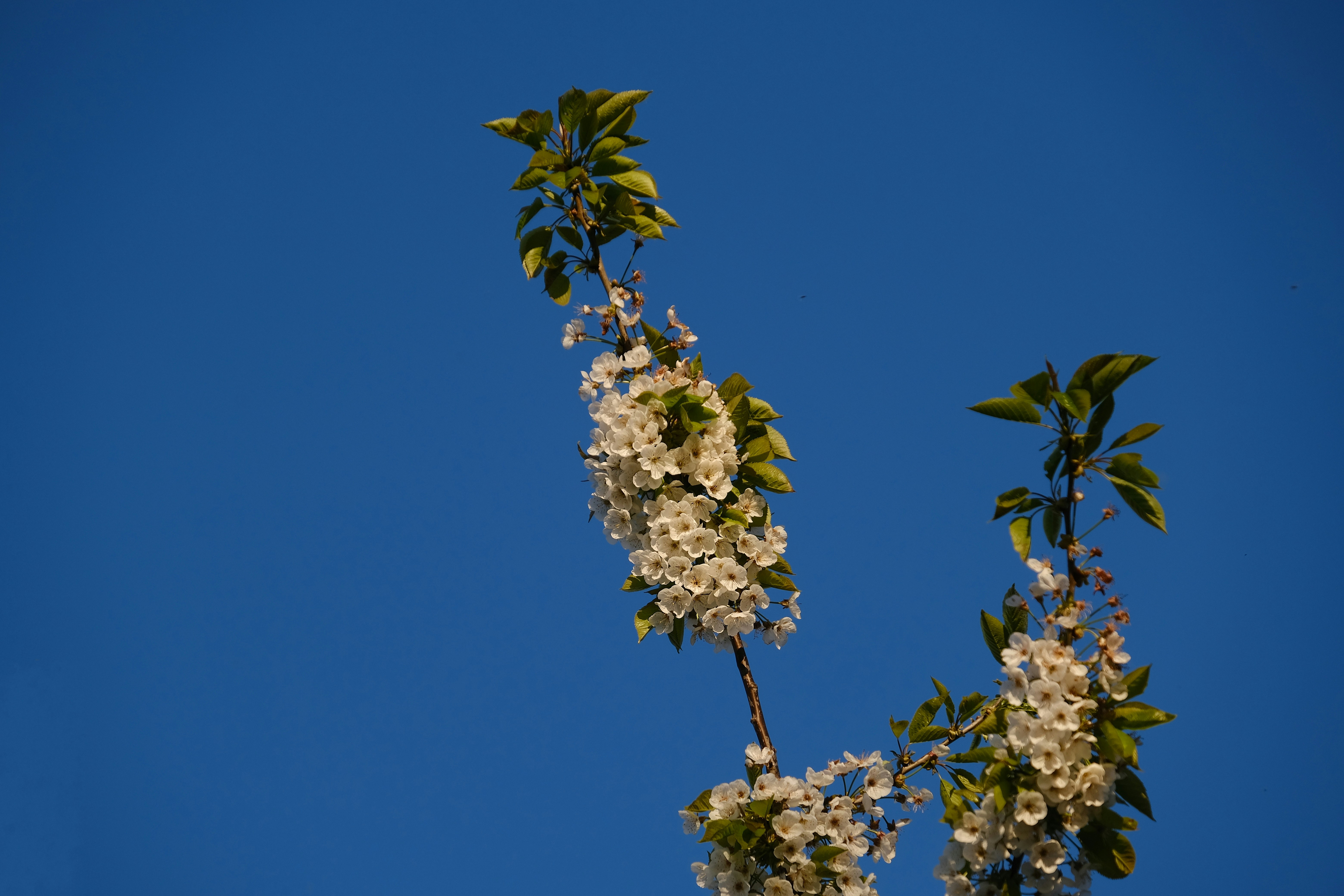 Nearly cherry time