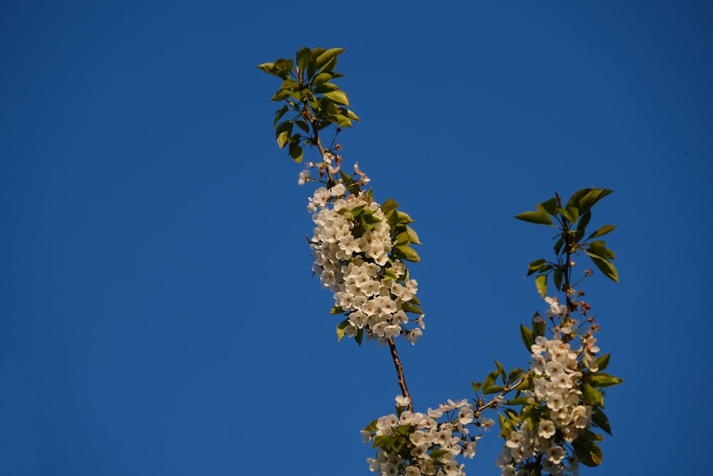 un gros plan de quelques fleurs