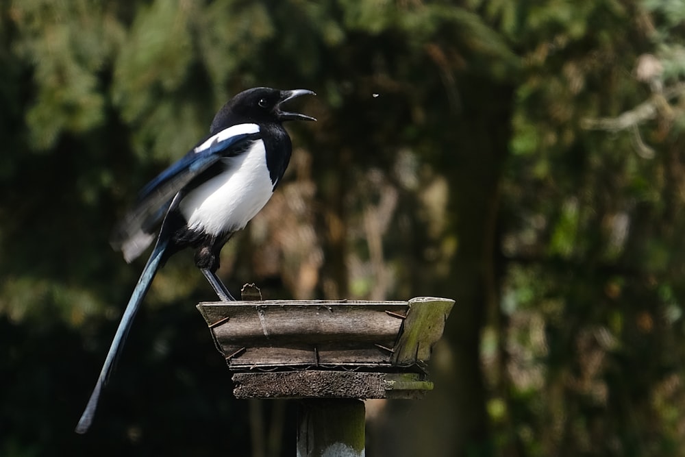 Un uccello su una mangiatoia per uccelli