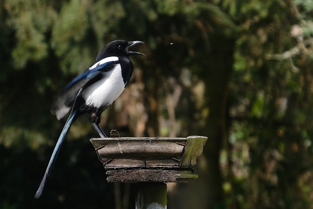 un oiseau sur une mangeoire à oiseaux