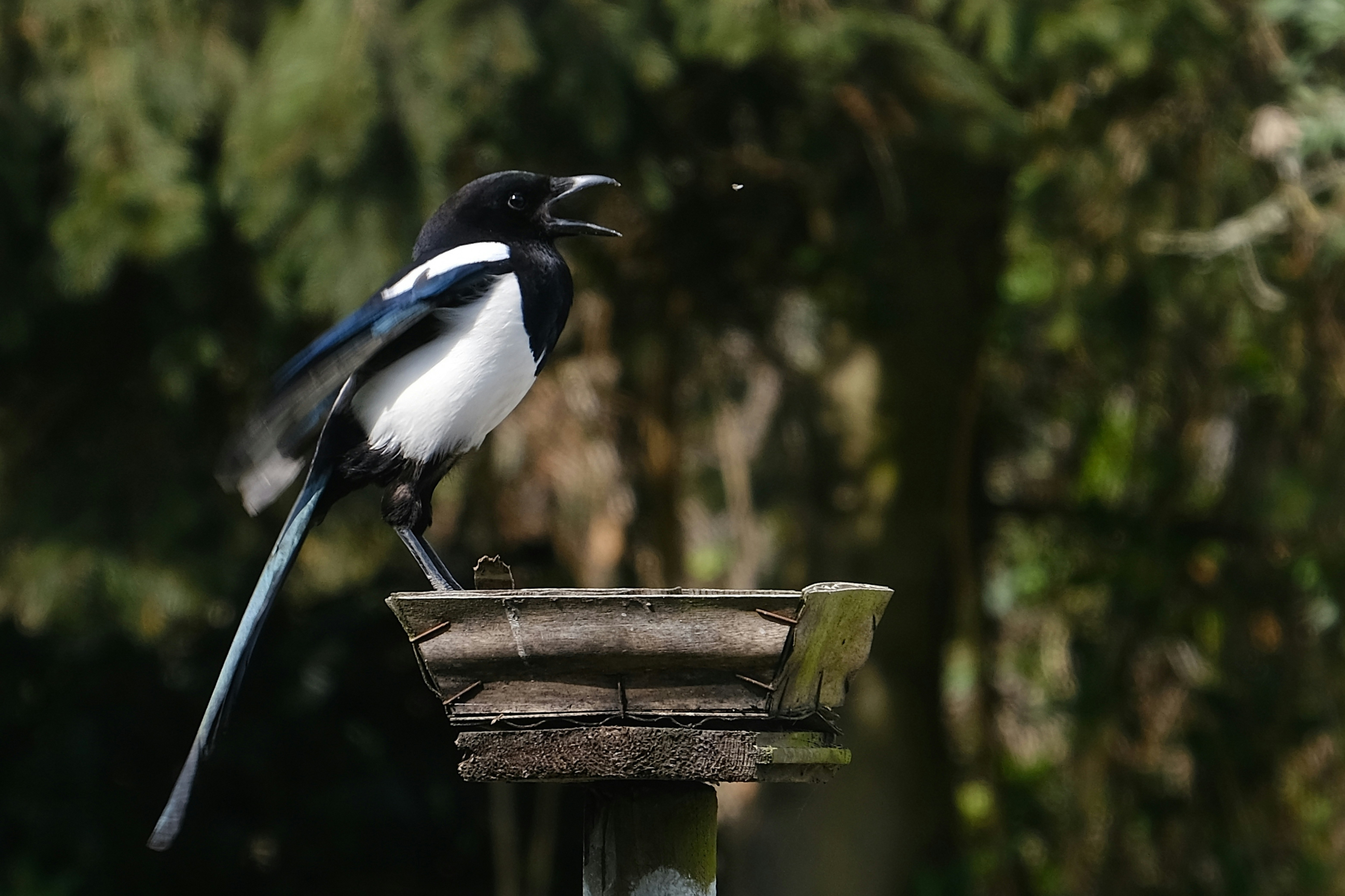 Magpie