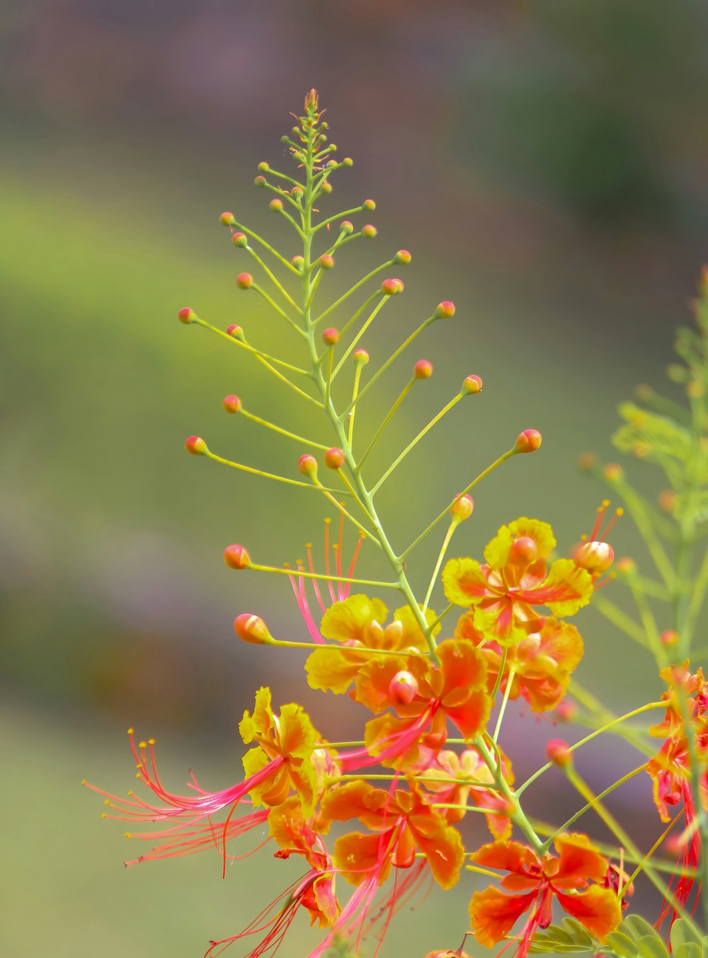 a close up of a plant