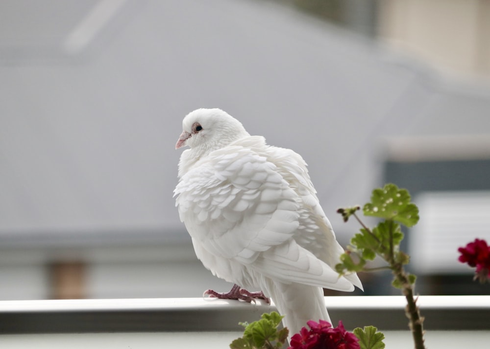 Ein weißer Vogel am Geländer