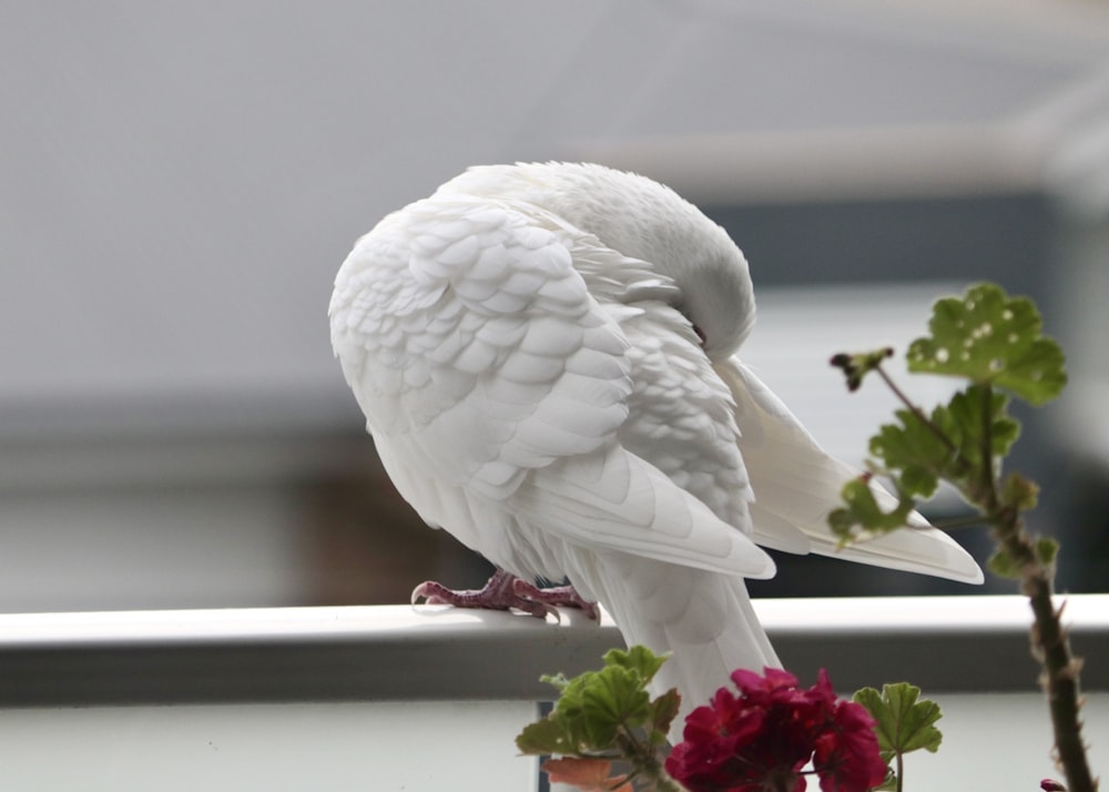 a white bird perched on a ledge