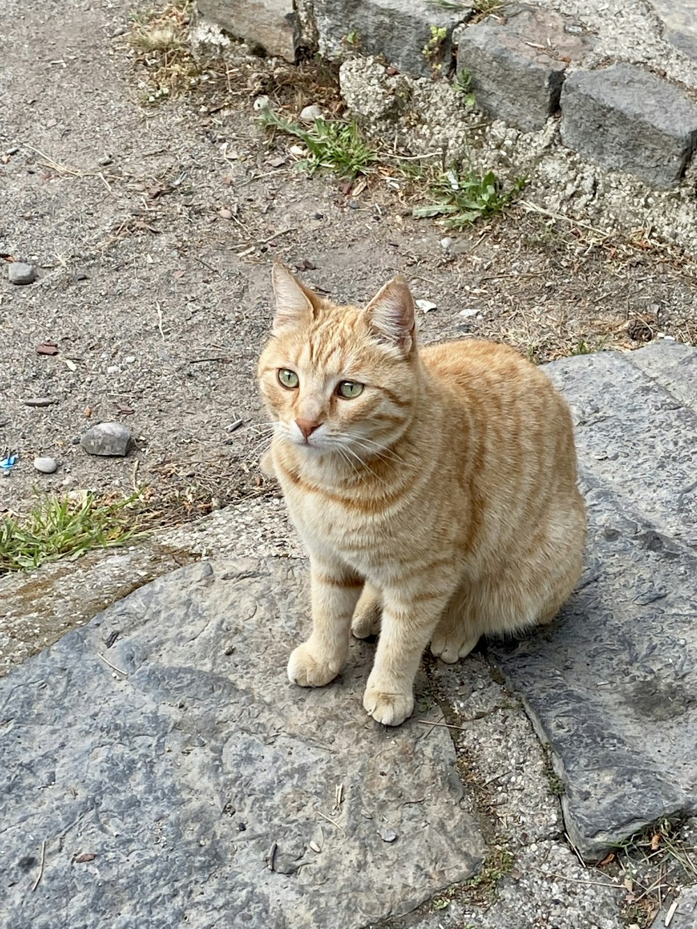 a cat sitting on a rock