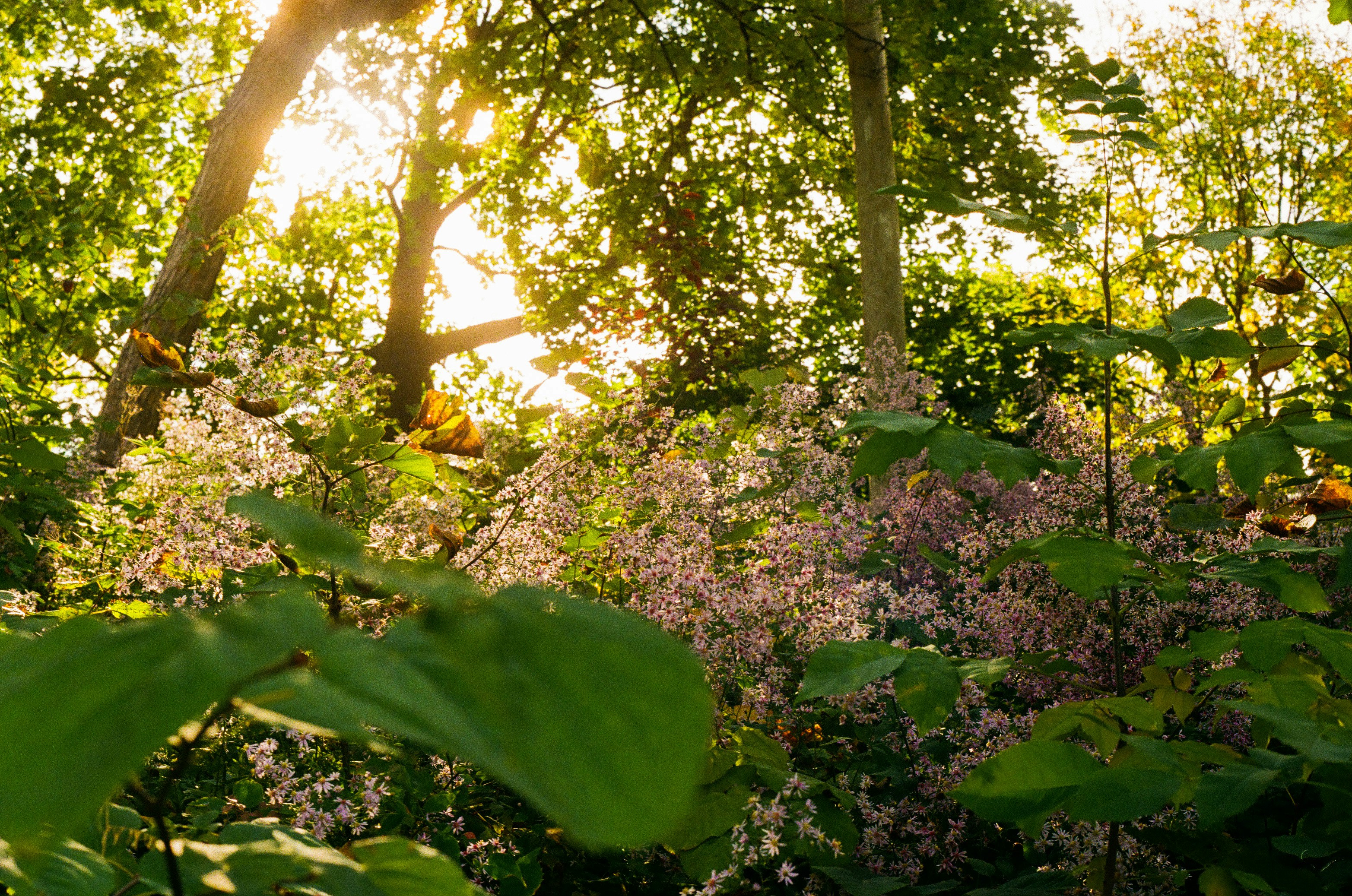 a forest with trees and plants
