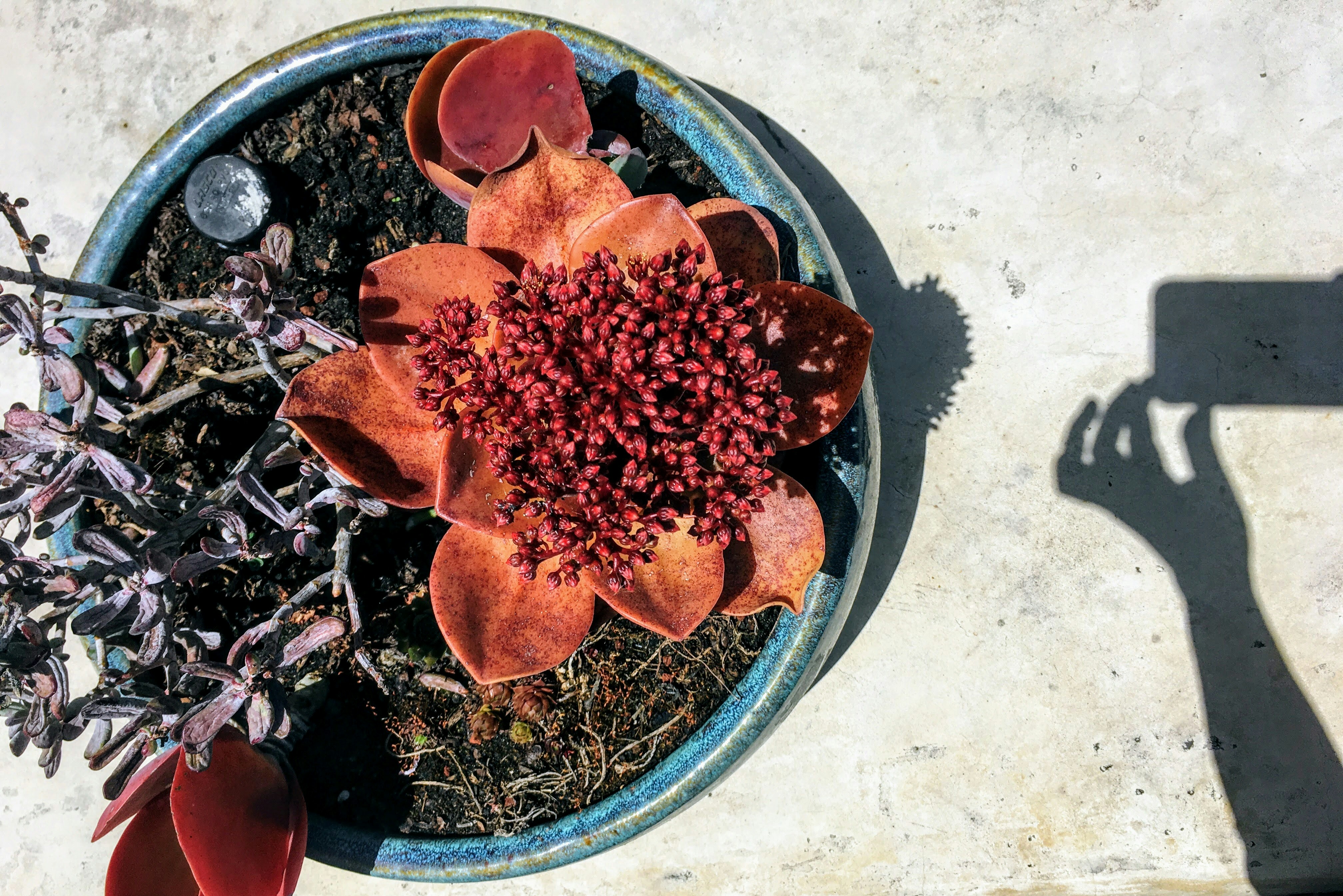 a pot of red leaves