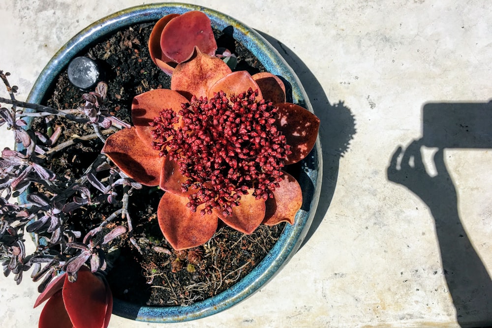 una maceta de hojas rojas