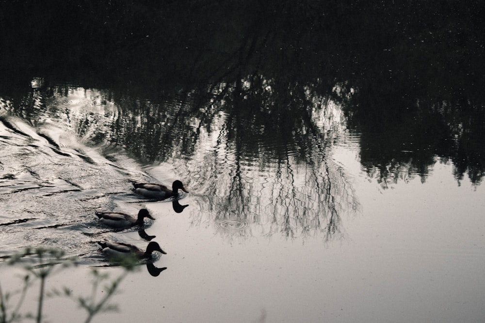 a group of ducks swimming in a lake