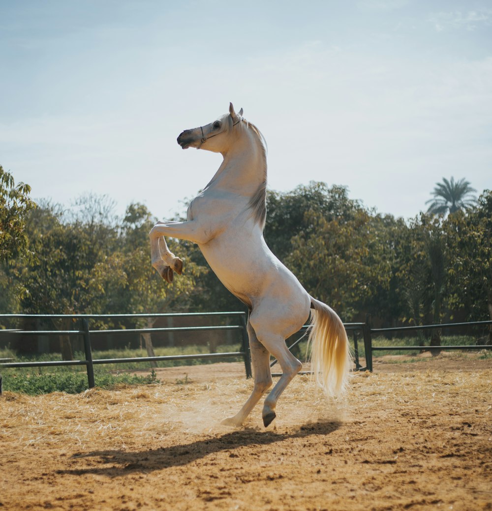 Ein Pferd springt in die Luft