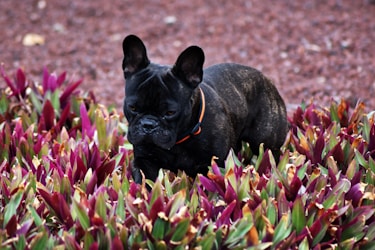 a black dog in a garden