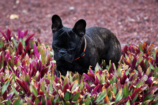 A joyful French Bulldog wearing a bright floral collar, sitting in a sunlit garden bursting with colorful blooms.