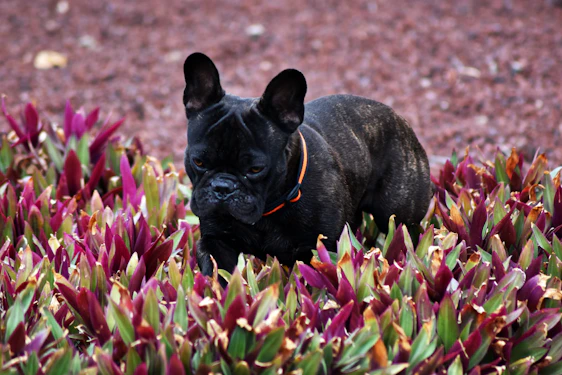 A charming blue French Bulldog puppy sitting in a Texas-themed garden with bright wildflowers.