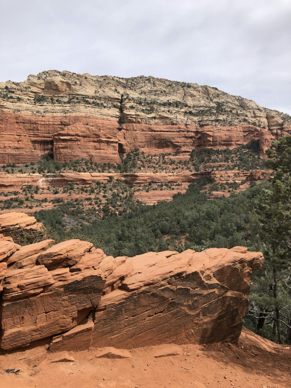 a rocky cliff with trees