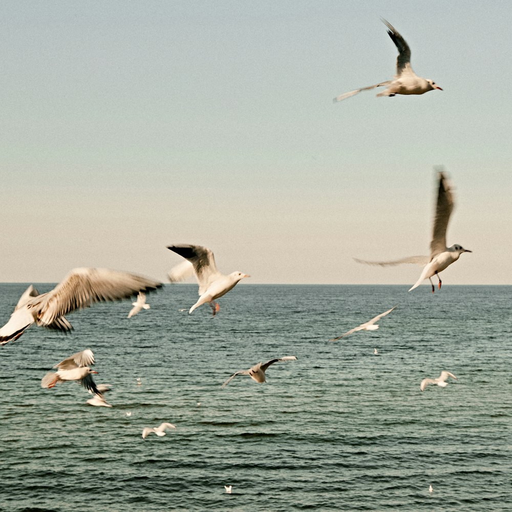 a flock of birds flying over water