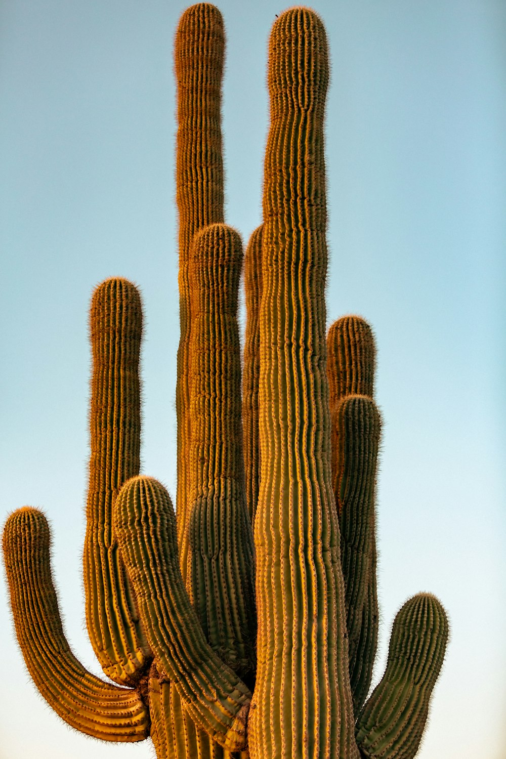 a group of tall cactus