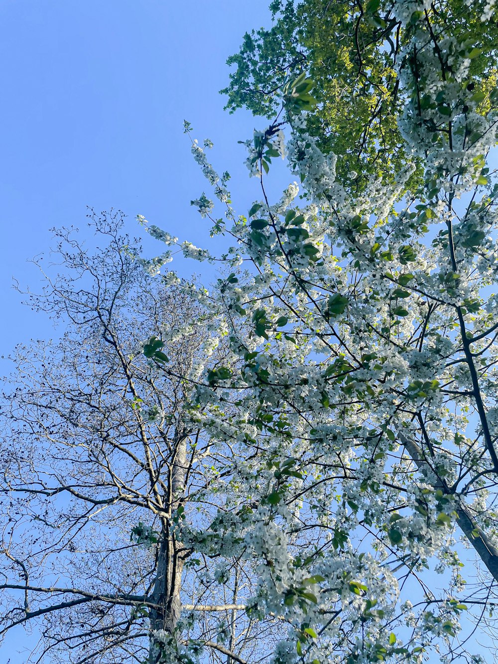 a tree with green leaves